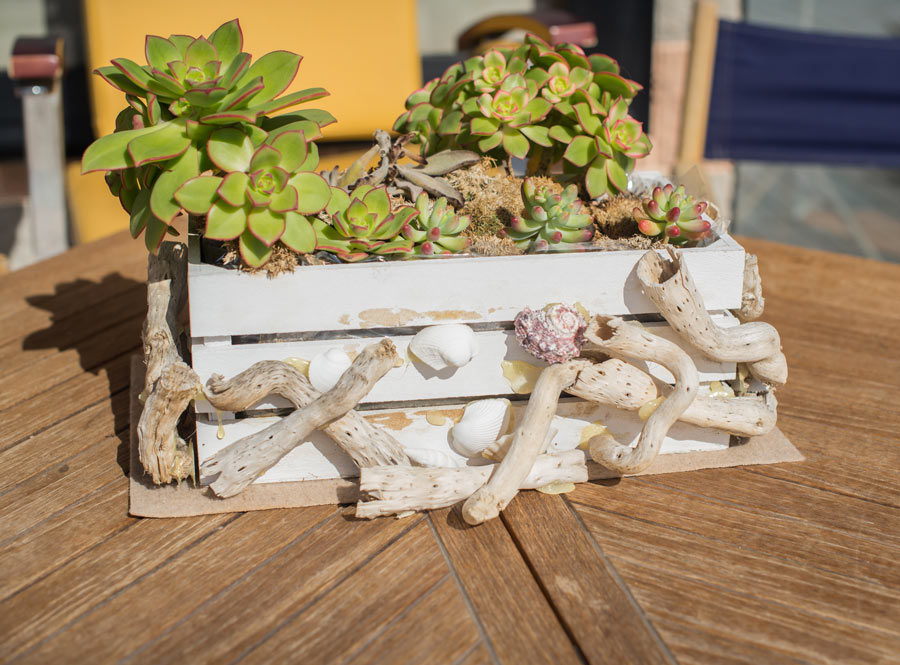 Caisse en bois avec des plantes grasses.