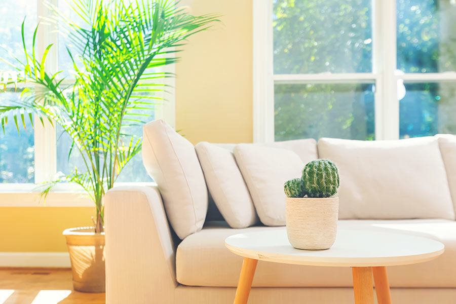 Petit vase avec cactus ronds sur la table basse d'un séjour.