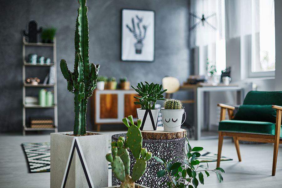 Décorer la maison avec des cactus.