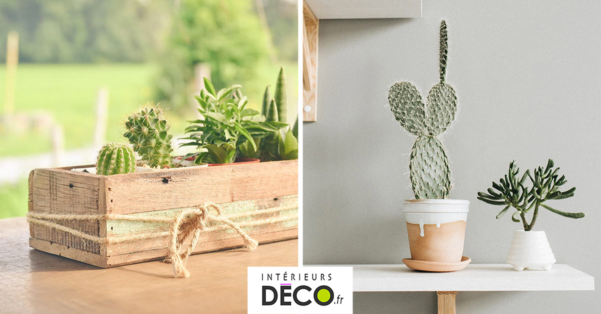 Décorations avec des cactus