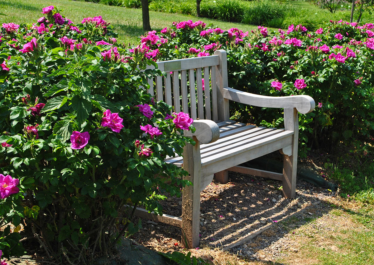 Banc blanc dans le jardin entouré de roses.