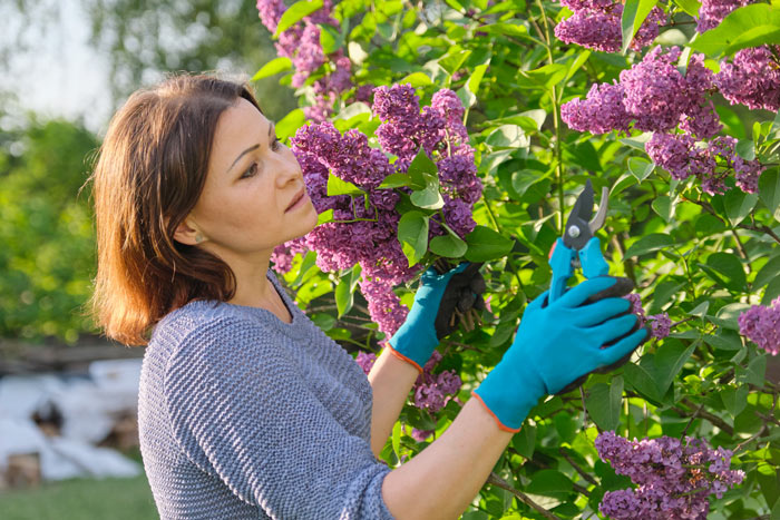 Lilas, caractéristiques, conseils, soins.