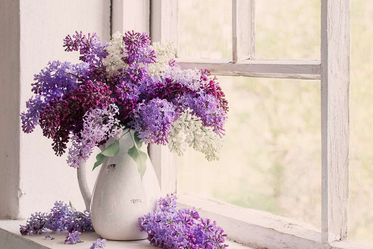 Lilas en vase sur bord de fenêtre.