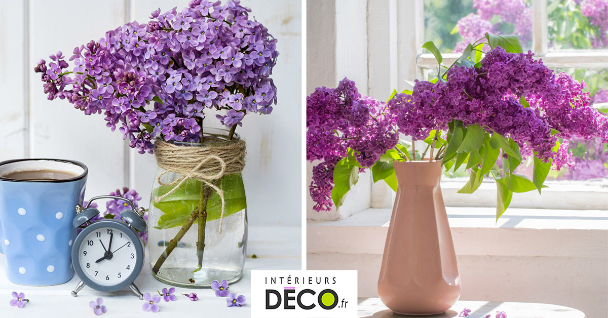 Lilas, plante, soins et idées pour embellir la maison