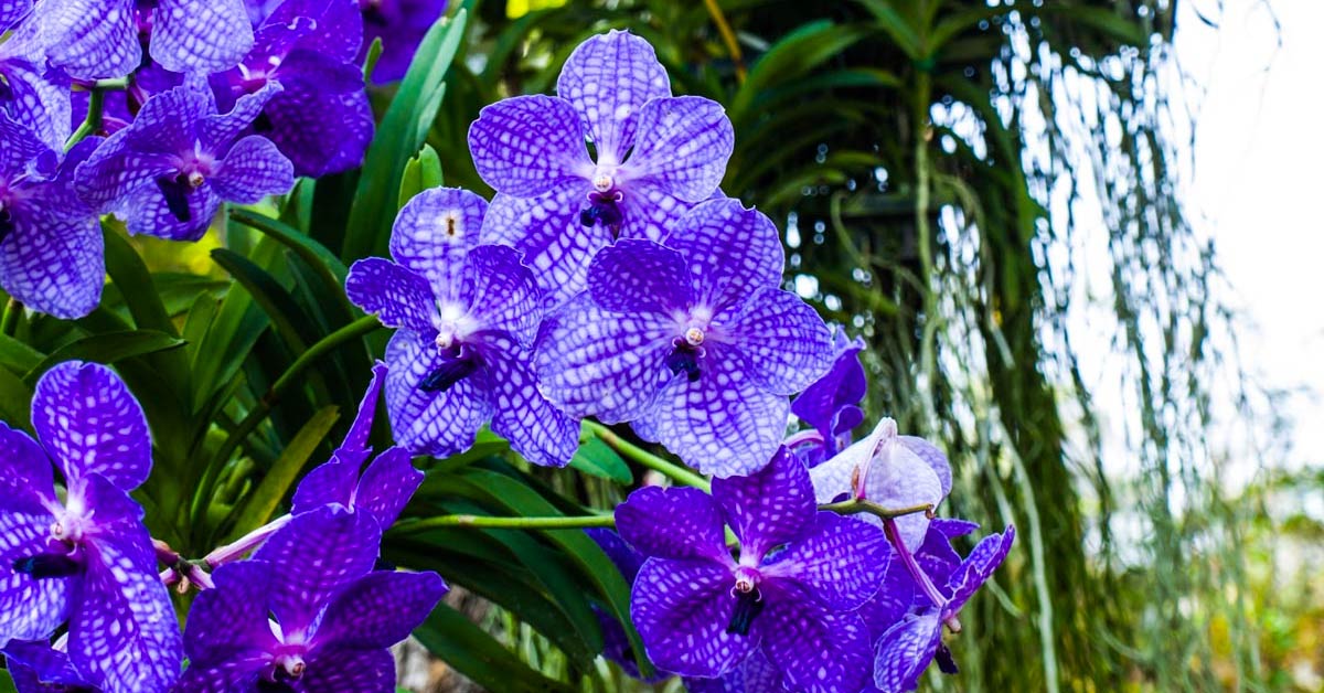 Vanda Coerulea : une variété d'orchidée colorée et parfumée qui ajoutera  une touche d'élégance à votre jardin - Interieurs déco