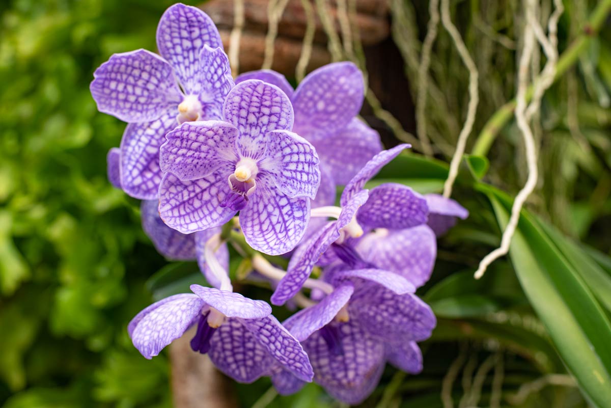 Vanda Coerulea : une variété d'orchidée colorée et parfumée qui ajoutera  une touche d'élégance à votre jardin - Interieurs déco