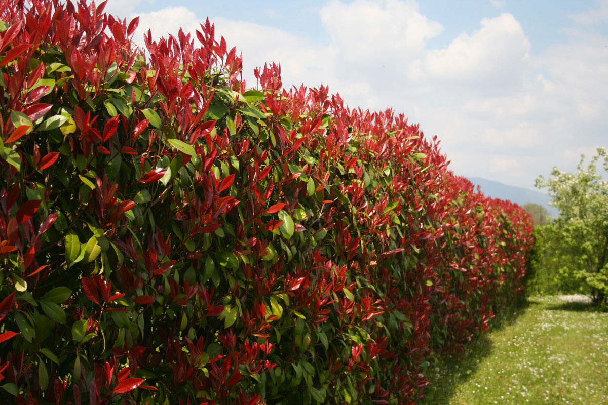 plantes de haies à feuilles persistantes