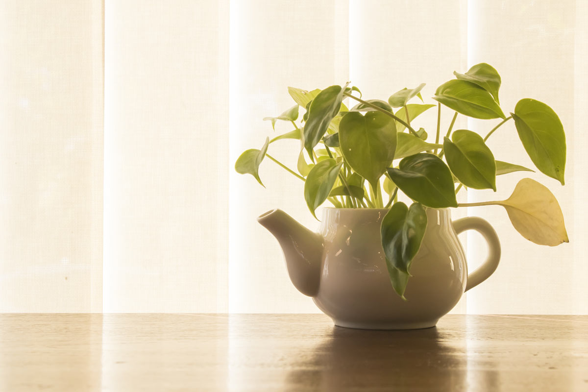 plantes d'intérieur nécessitant peu d'eau