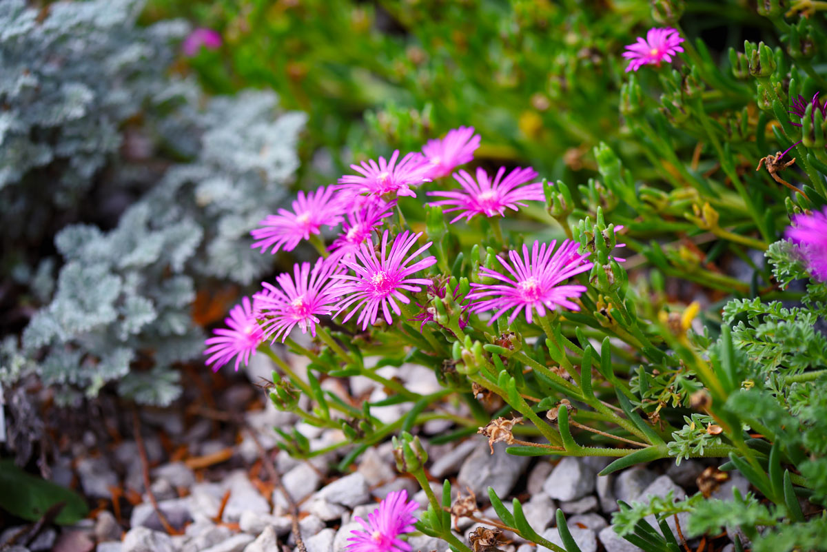 Delosperma est une plante succulente colorée sans épines.