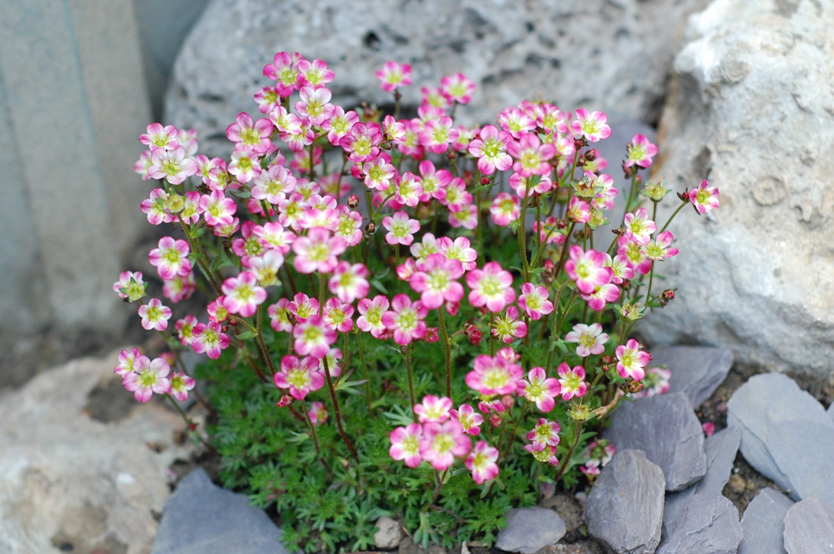 9 espèces à découvrir pour un jardin de rocaille coloré et fleuri :  laissez-vous inspirer