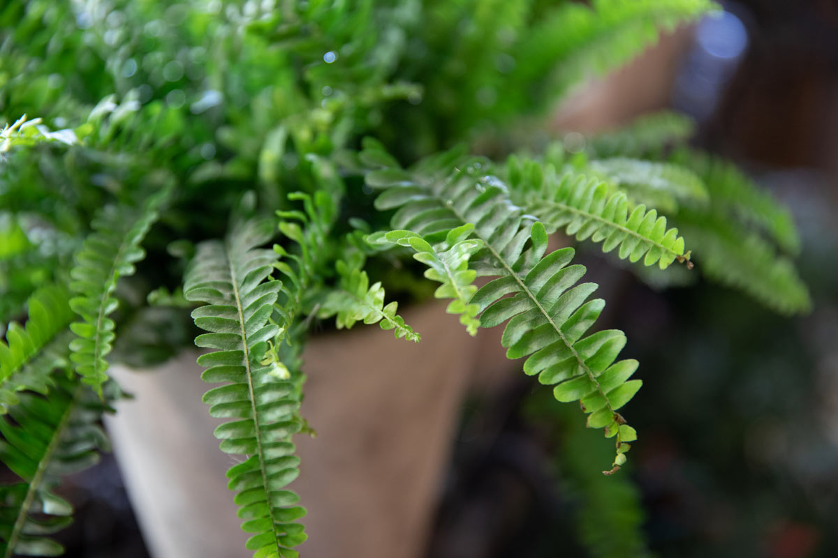 plantes de fougère