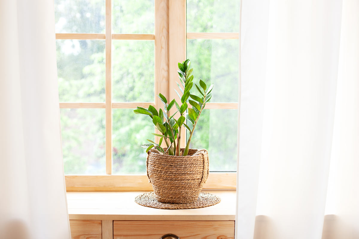 plantes d'intérieur qui nécessitent peu d’eau