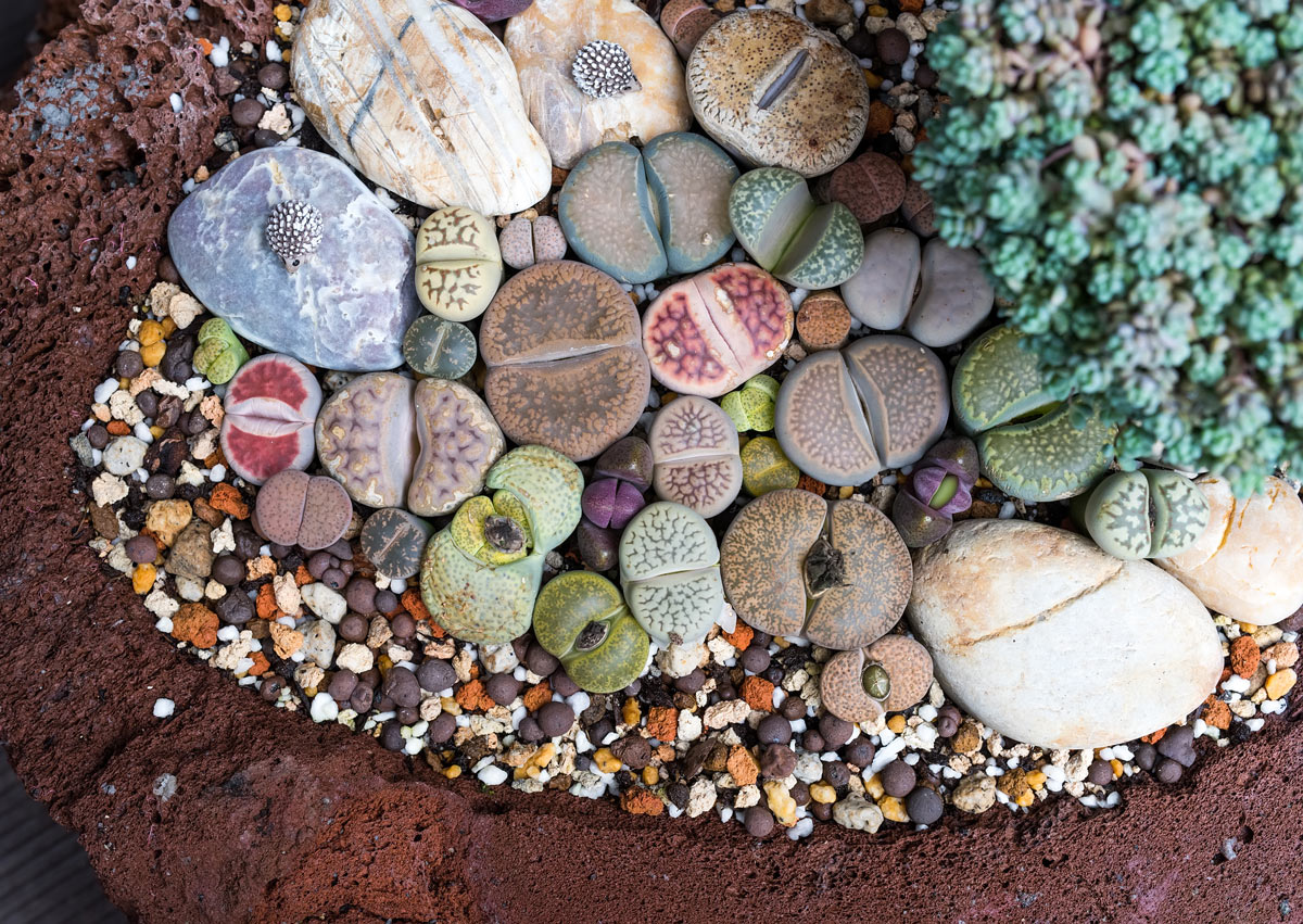 Le lithops est un type de plante de jardin succulente.