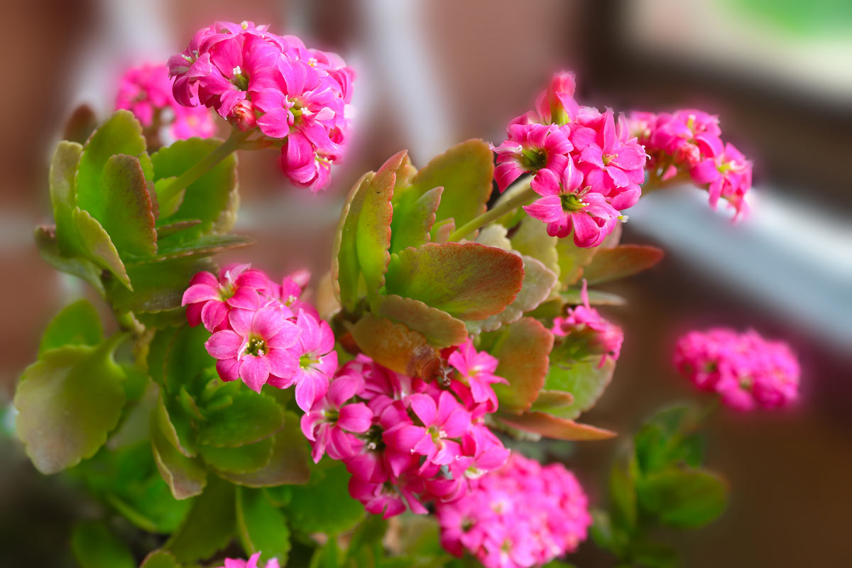 Kalanchoe, plante succulente sans épines.