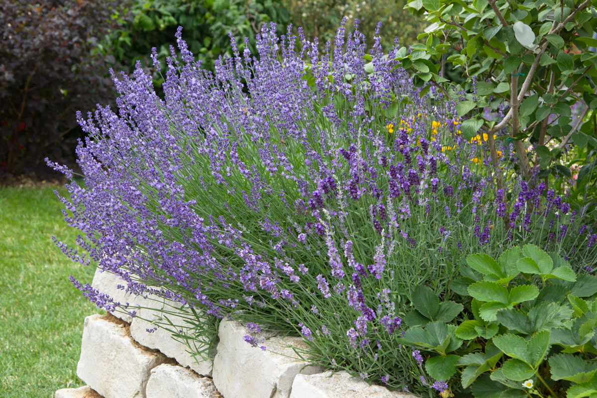 Rocaille de lavande de style provençal dans le jardin.