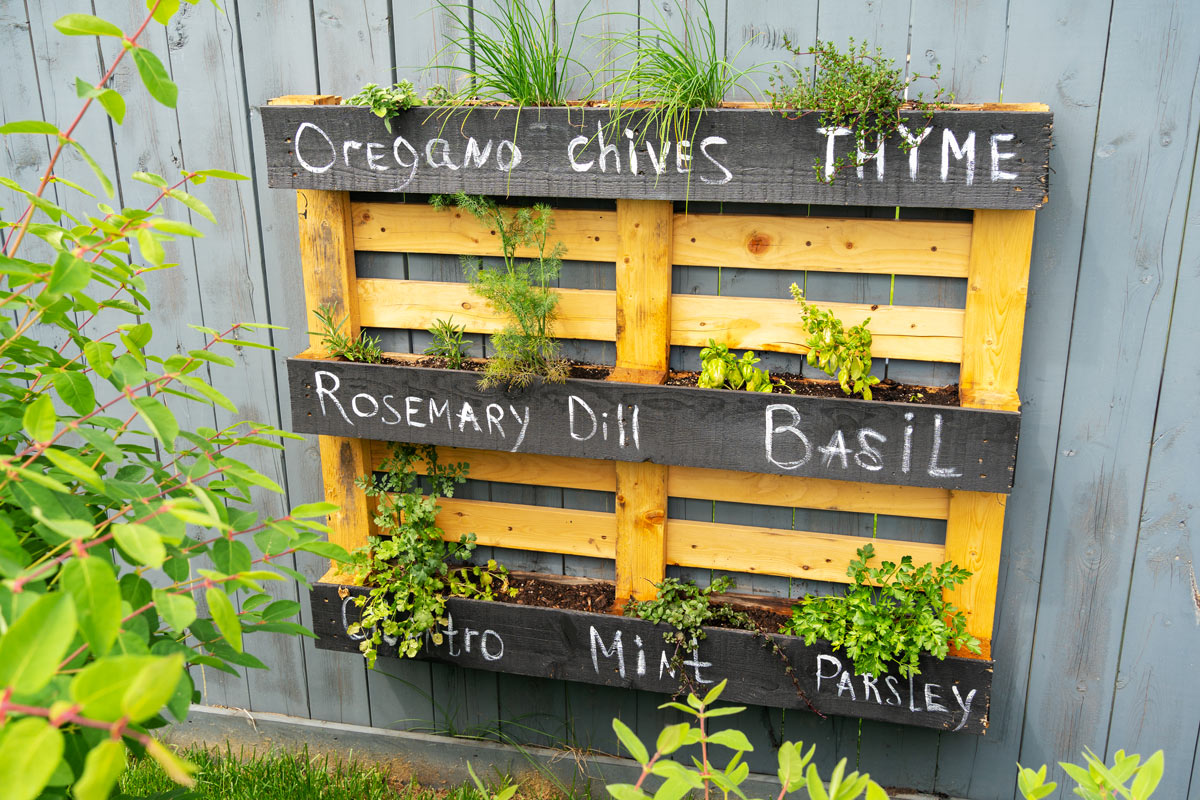 Bricolage d'une jardinière verticale en palettes avec des herbes aromatiques.