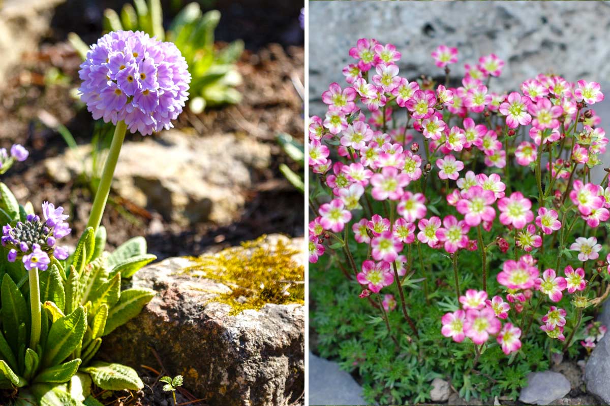 fleurs jardin de rocaille