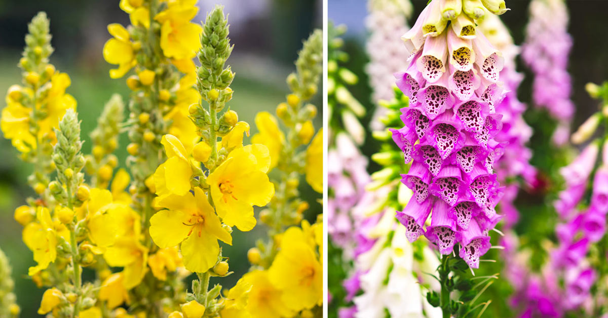 plantes à fleurs vivaces pour un jardin coloré