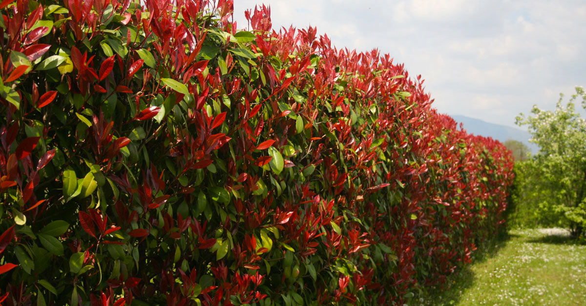 plantes de haies à croissance rapide et à feuilles persistantes