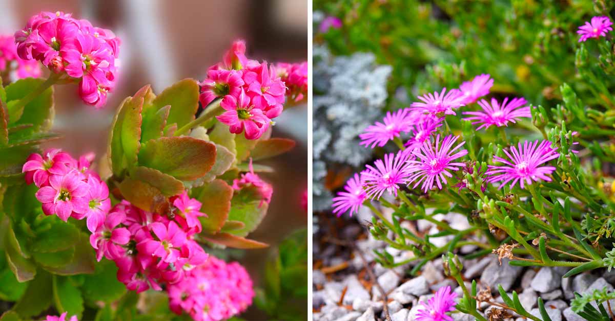 variétés de succulentes sans épines pour le jardin