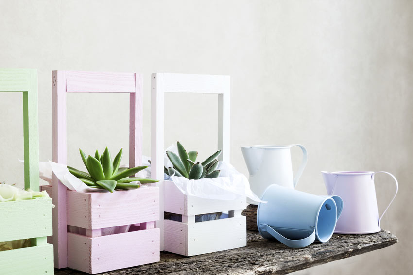 Des plantes succulentes dans une caisse en bois