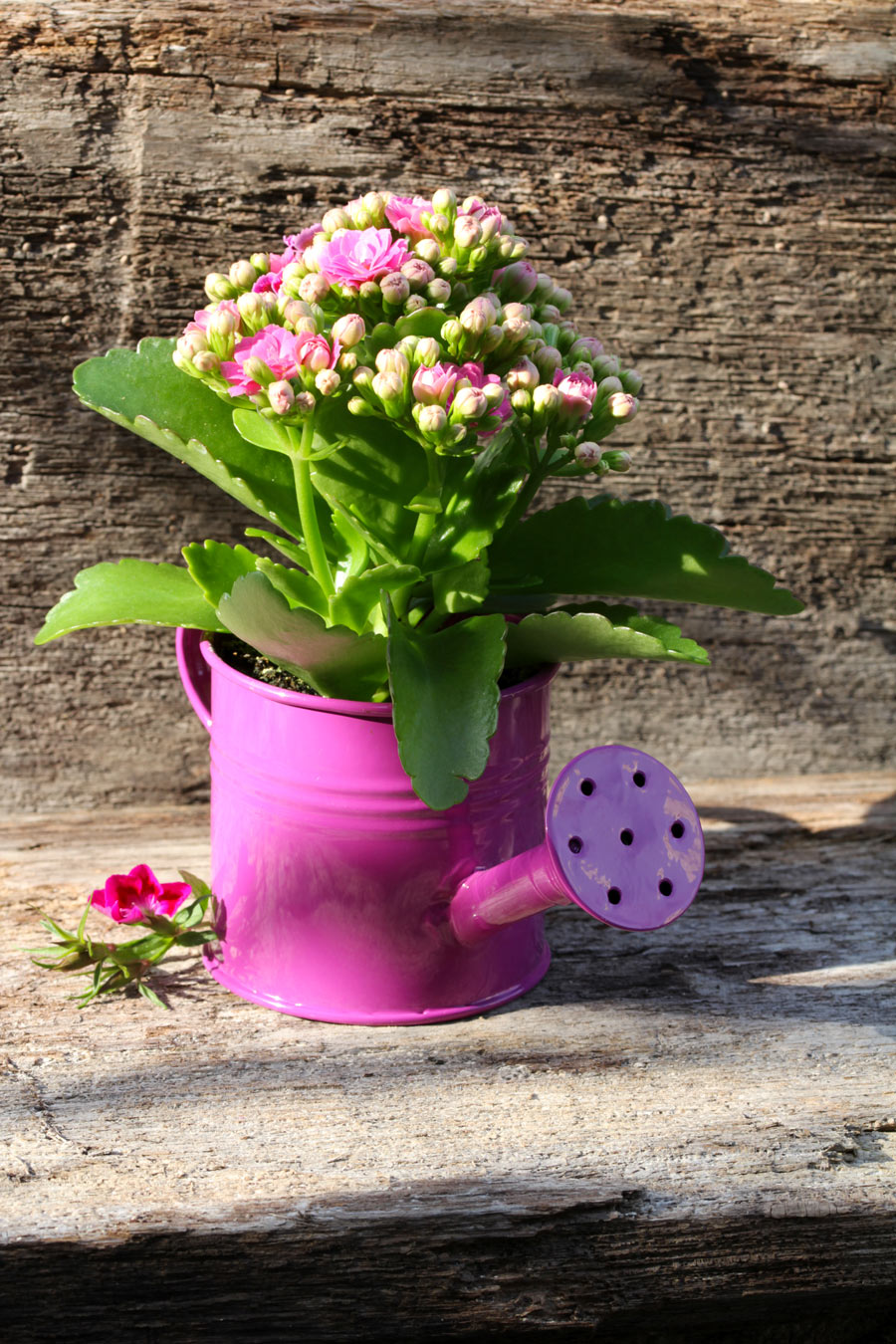 Pots originaux pour petites plantes.