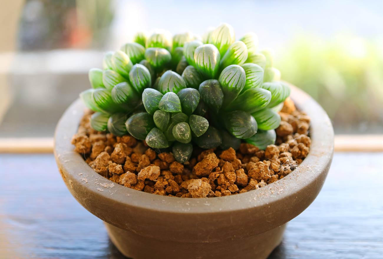 Haworthia Cooperi - Pianta grassa particolare