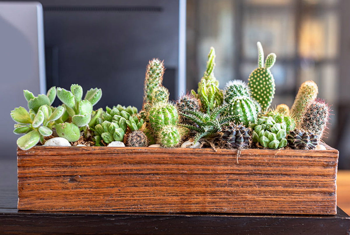 Plantes de cactus dans une caisse en bois