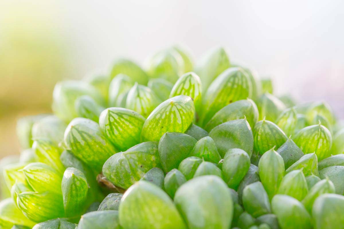 Haworthia Cooperi plante grasse, succulente étrange.