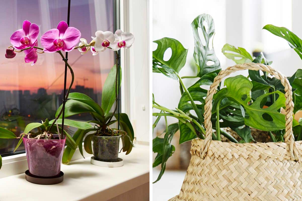 Plantes d'intérieur, comment choisir les plus appropriées pour nous et notre maison