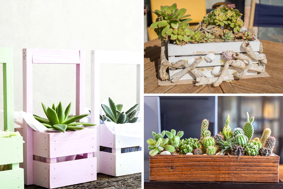 plantes succulentes dans une caisse en bois