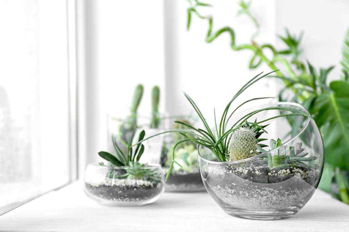 Un terrarium DIY pour une touche verte dans la maison