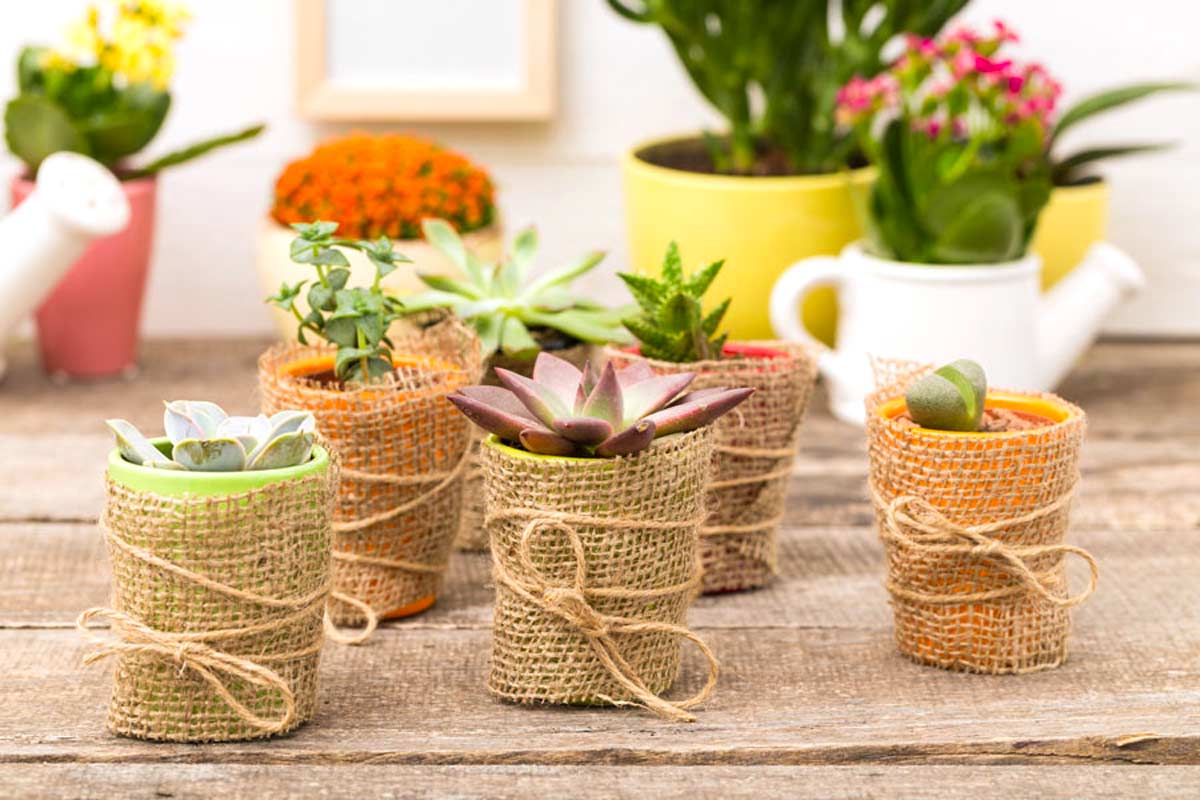 Pots originaux pour vos petites plantes