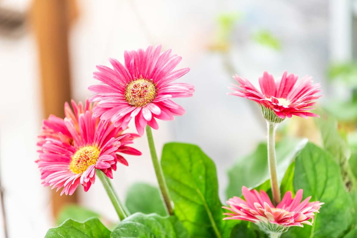 Plantes anti-humidité à garder à l'intérieur