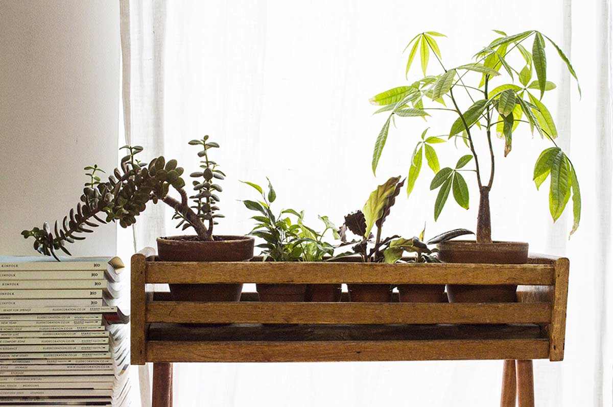 créer un coin green dans son intérieur