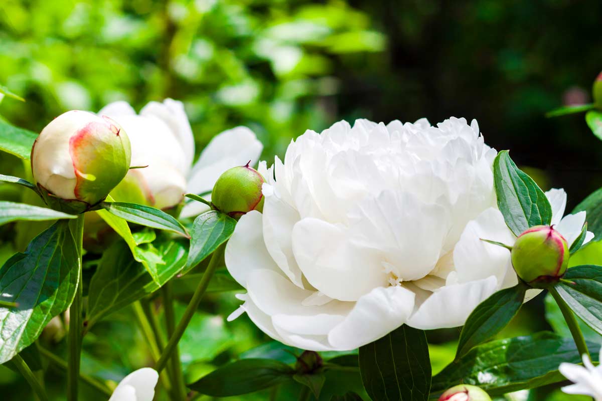 plantes à fleurs blanches pour un jardin élégant