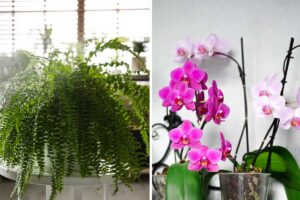 plantes anti-humidité à avoir chez soi