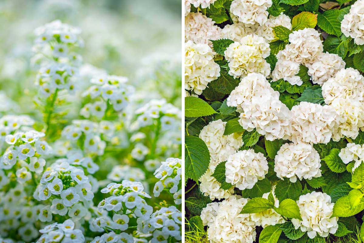 plantes à fleurs blanches pour un jardin élégant