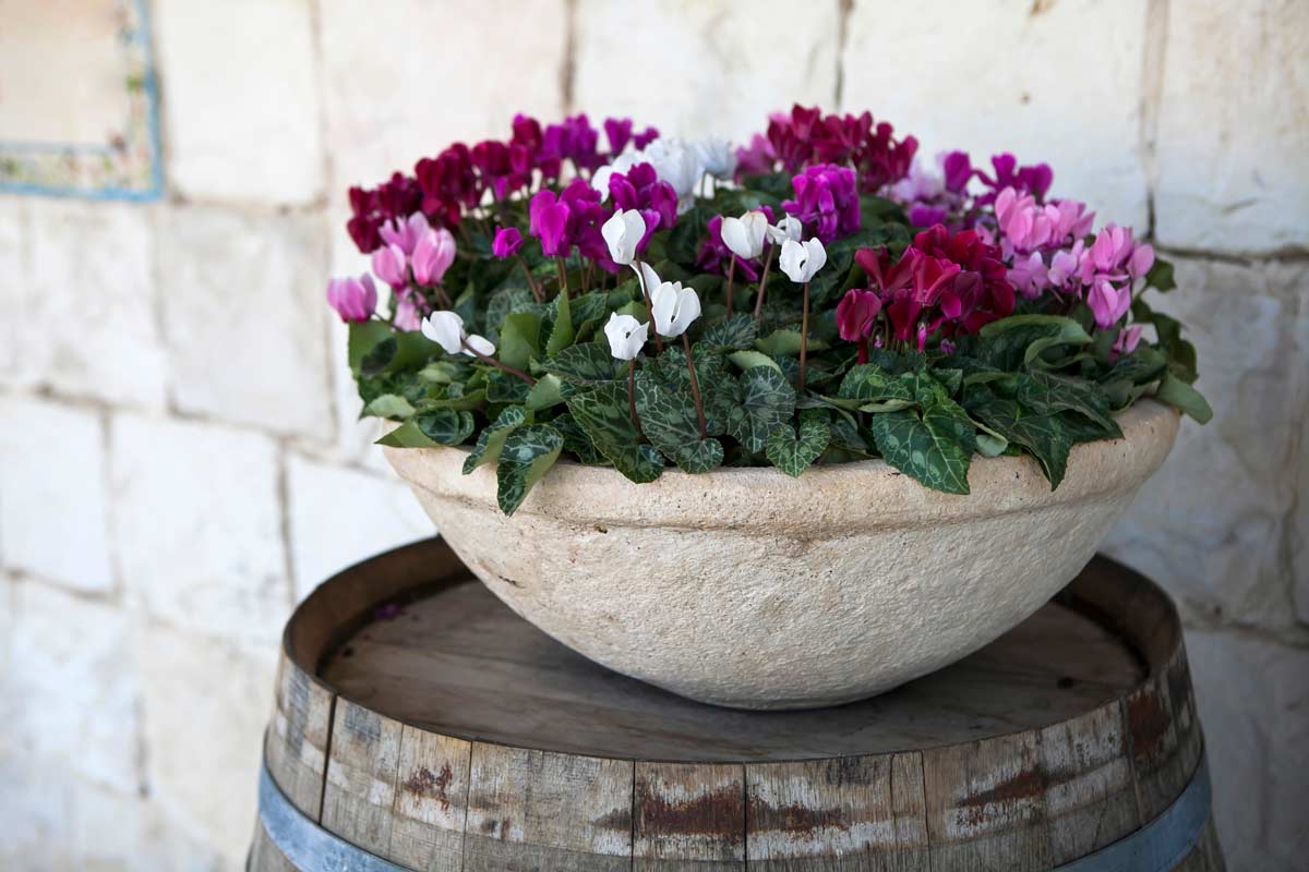 cyclamen Octobre