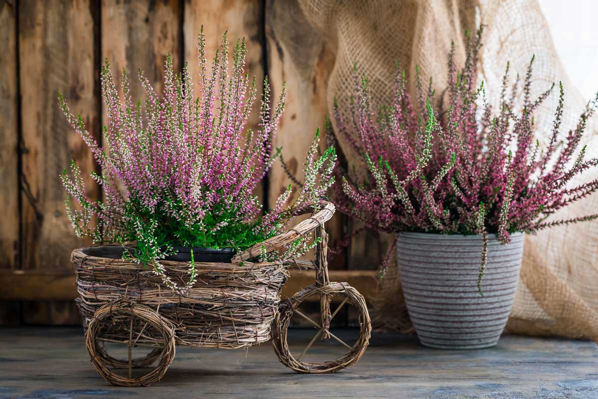 plantes qui fleurissent en octobre