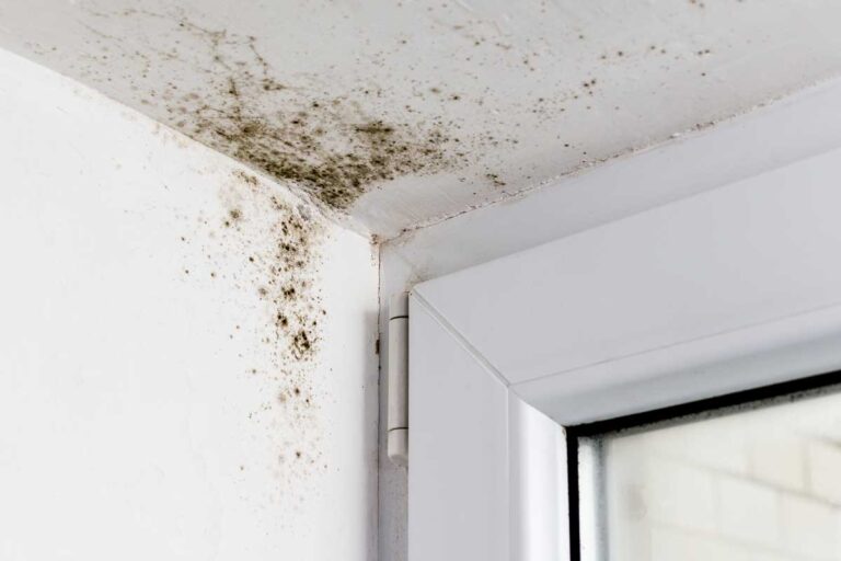Moisissure près des fenêtres ? Voici pourquoi elle se développe et comment prendre des mesures