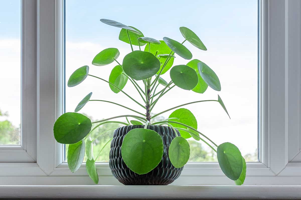 Plantez la plante à monnaie sur le rebord de la fenêtre.
