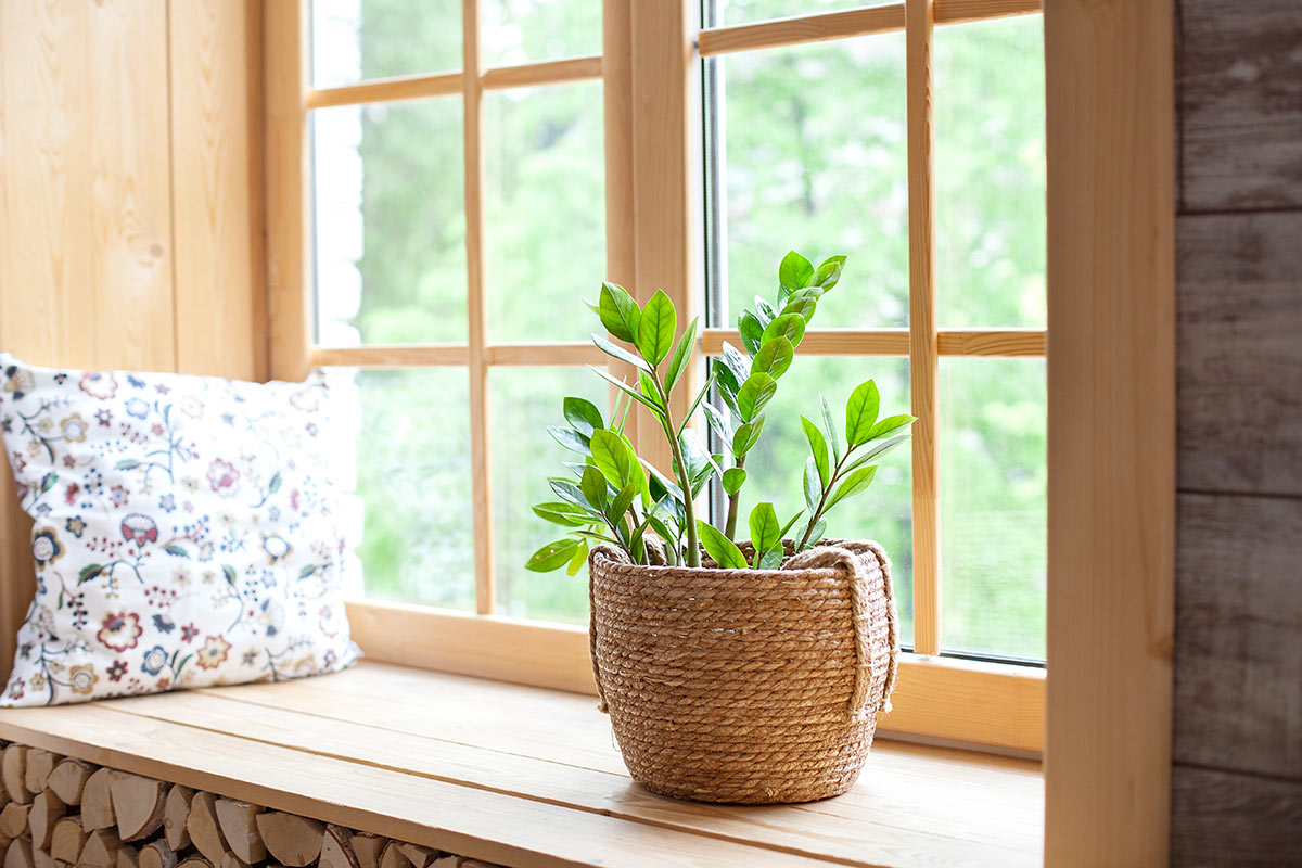 Zamioculcas en pots, plante succulente semi-grasse sur le bord d'une fenêtre.