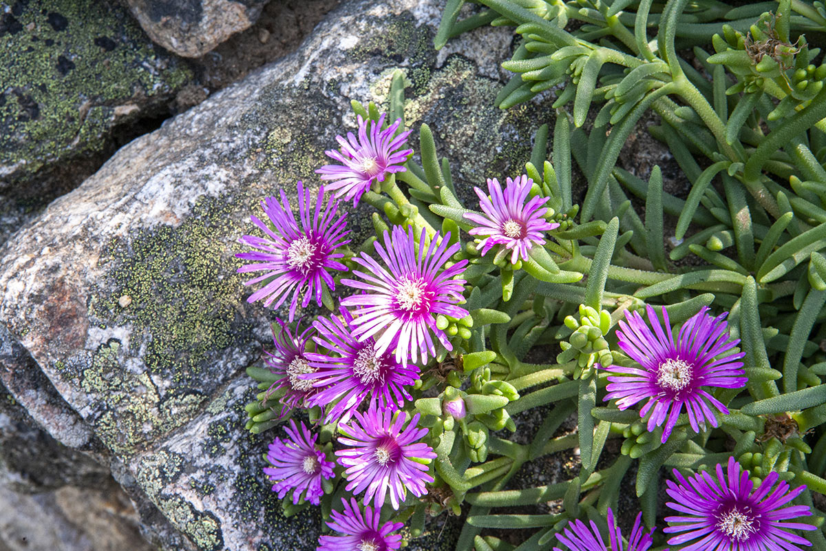 Succulentes Delosperma à fleurs violettes.