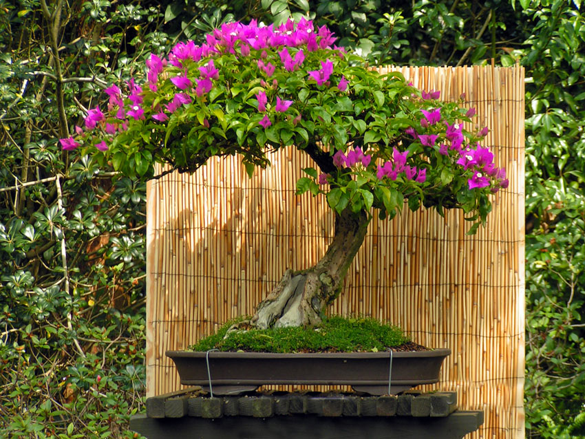 Bonsaïs de bougainvilliers en pots.