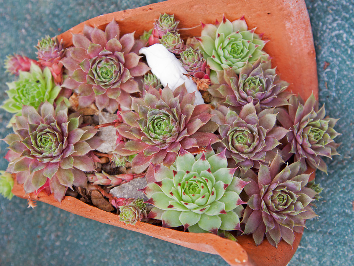 Pot en terre cuite cassé avec des plantes succulentes Jovibarba.