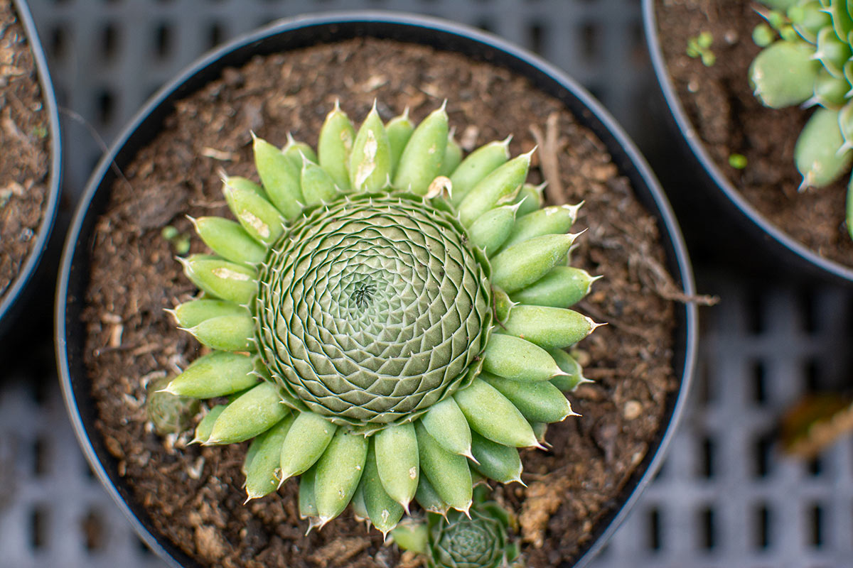 Belle Orostachys en pot vue d'en haut.