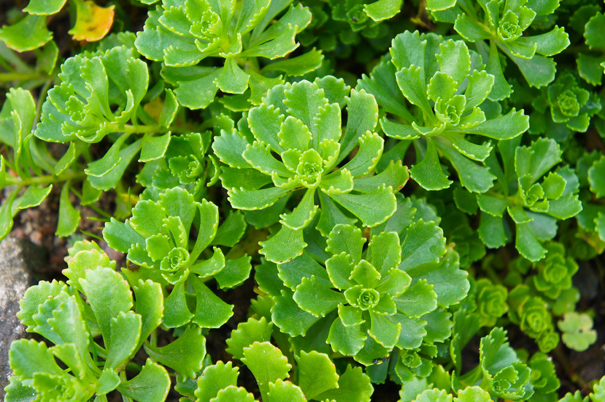 Sedums, succulents.