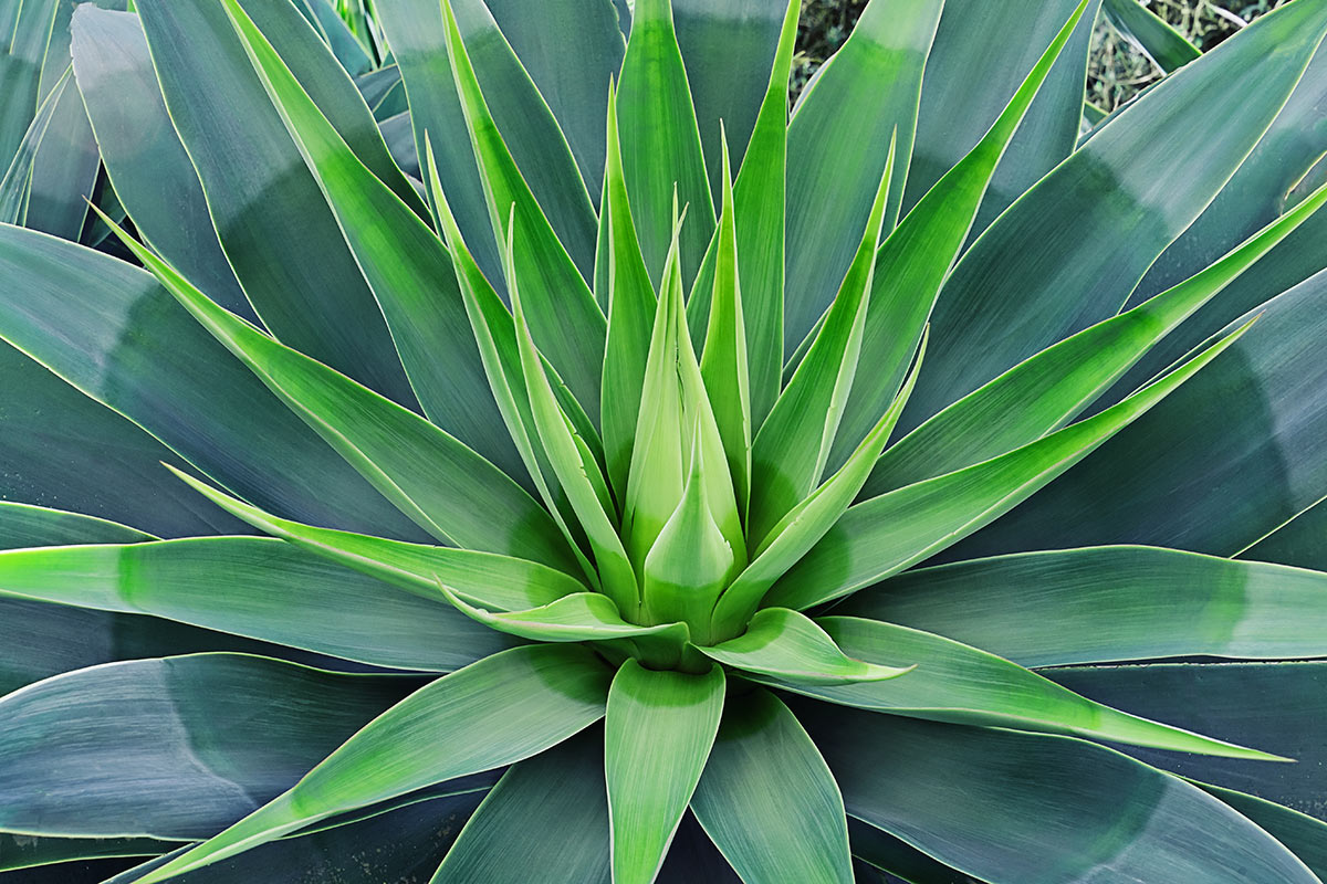 Agave dans le jardin.