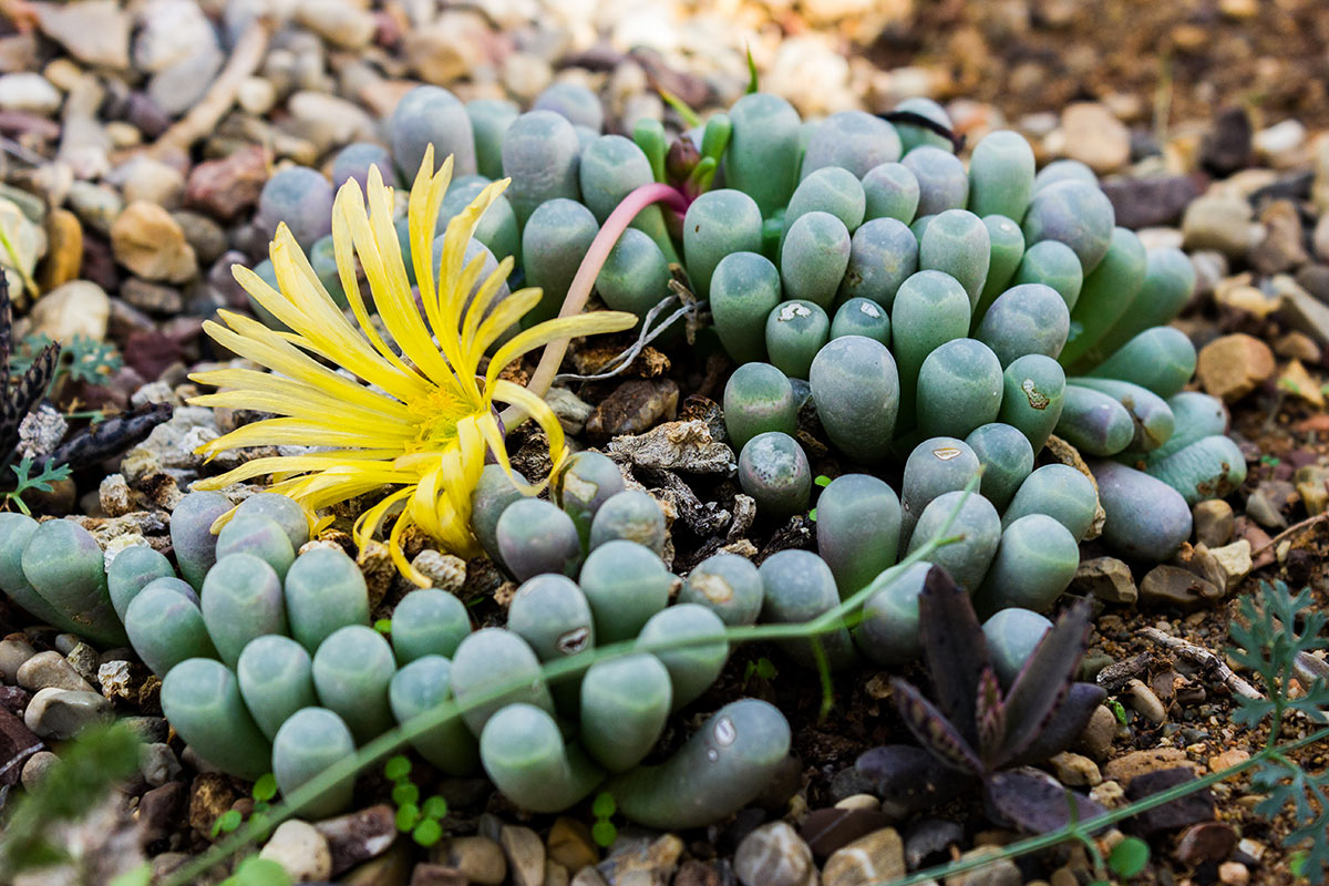 Argyroderma patens avec une fleur jaune dans le jardin.